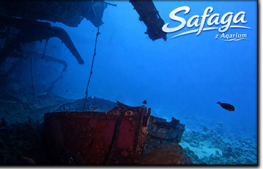 instruktor nurkowania Kołobrzeg,nurkowanie na Salem Express i Panorama Reef